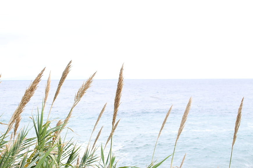 Tall Beach Grass Silhouettes Against Calm Blue Ocean