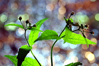 Vibrant green leaves backlit against colorful bokeh background