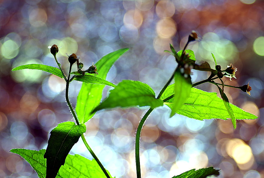 Vibrant green leaves backlit against colorful bokeh background