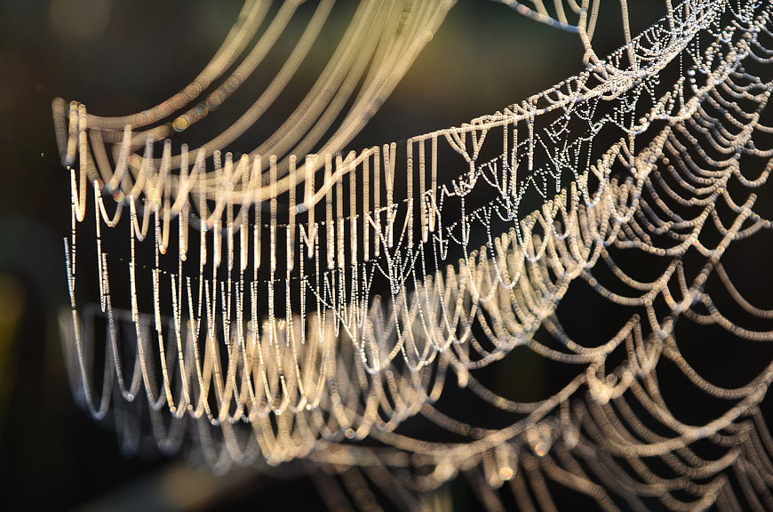 Close-up of Dewy Spider Web in Morning Sunlight