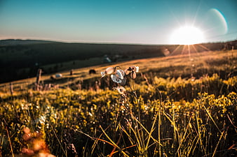Wildflowers in a sunlit meadow at sunrise
