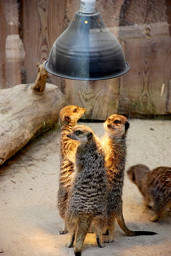 Meerkats Standing Under Heat Lamp in Zoo Enclosure