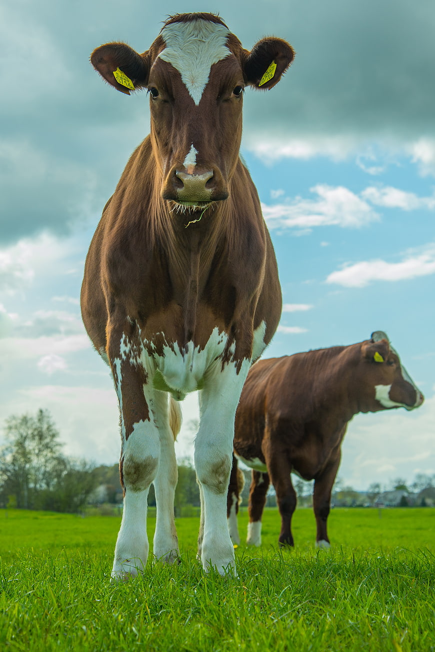 Curious Brown and White Cow Standing in Green Meadow