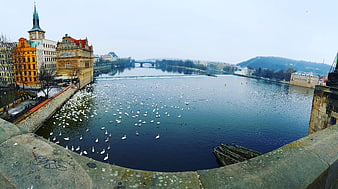 Wide View of Vltava River in Prague with Swans and Charles Bridge