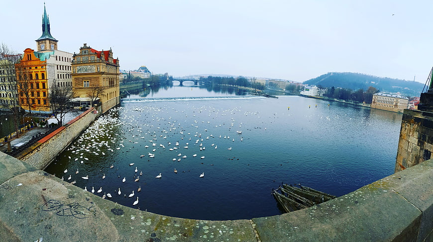 Wide View of Vltava River in Prague with Swans and Charles Bridge