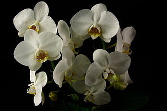 Elegant White Phalaenopsis Orchids on Black Background