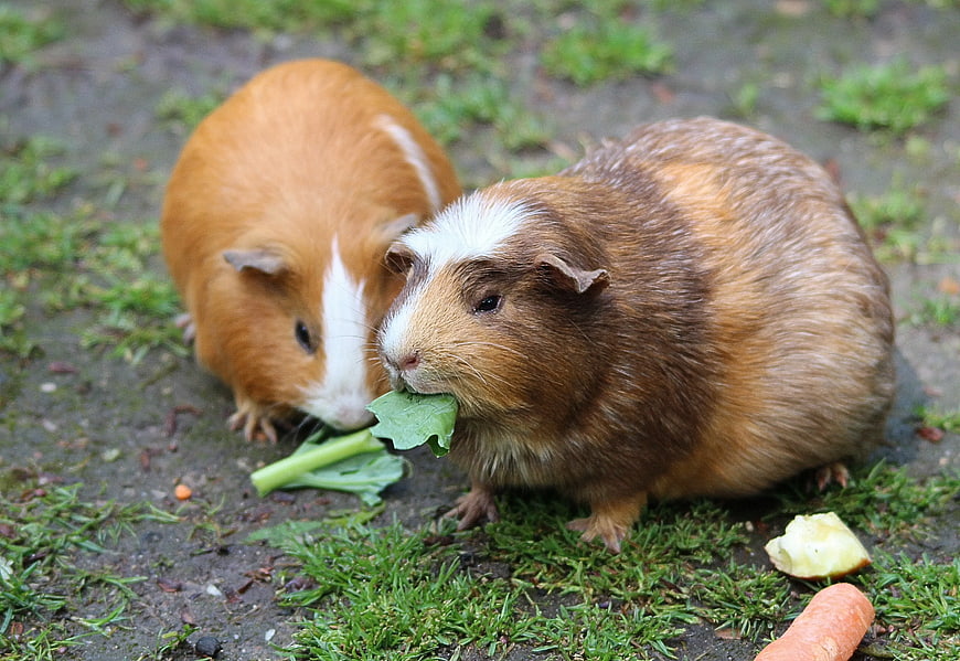 Two guinea pigs eating vegetables on grass