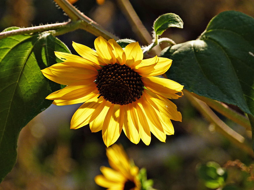 Close-up of a vibrant yellow sunflower in sunlight