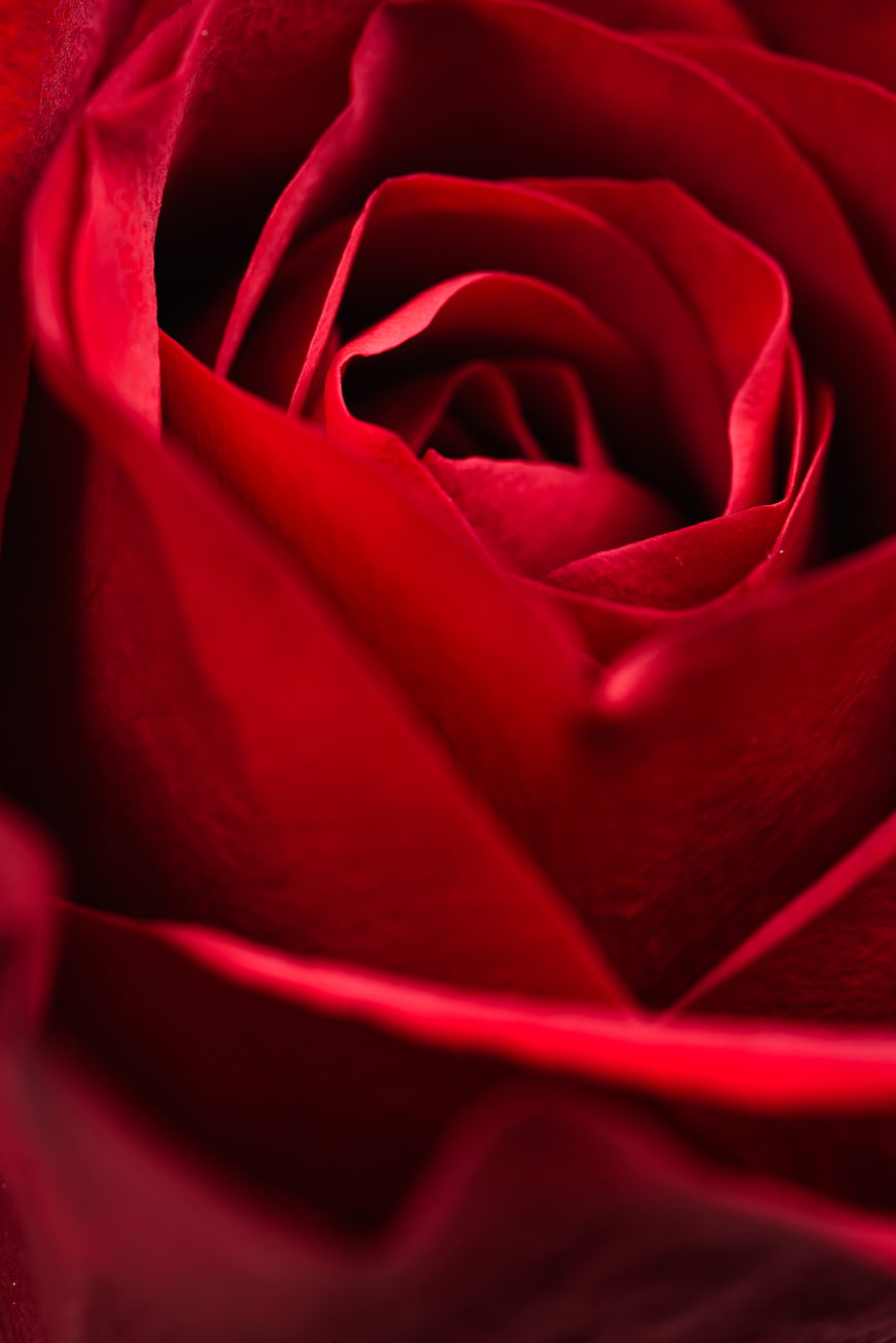 Macro Close-Up of Deep Red Rose Petals