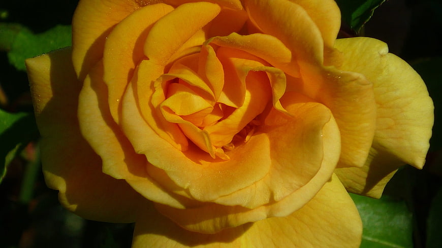 Close-up of a vibrant golden yellow rose in sunlight