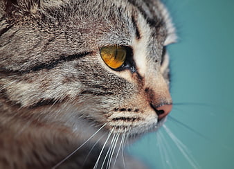 Close-up profile of a tabby cat with yellow eyes