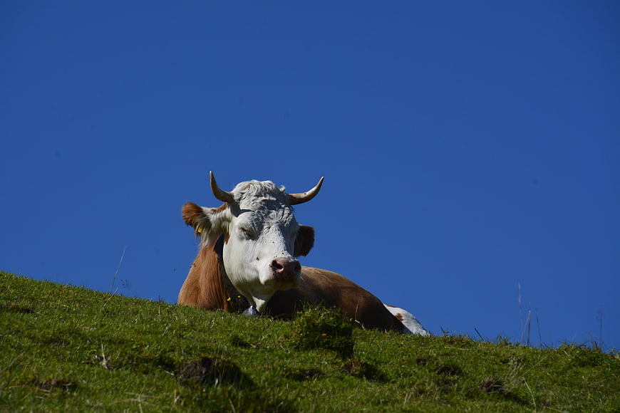 Brown and white cow resting on green hill against blue sky