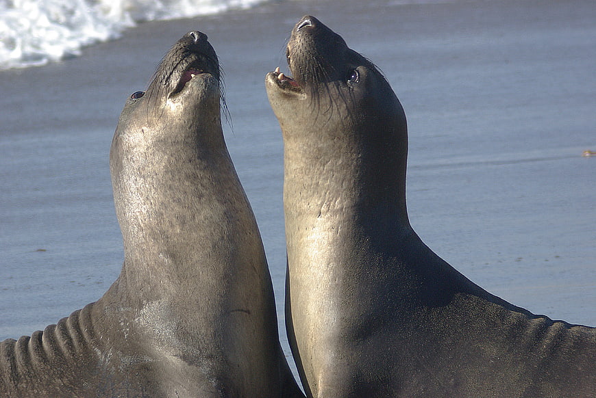 Two Sea Lions Barking on Sandy Beach Shore