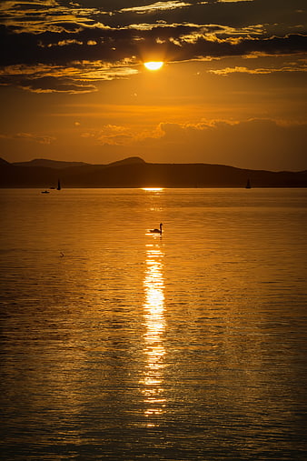 Golden Sunset Over Lake Balaton with Swan Silhouette