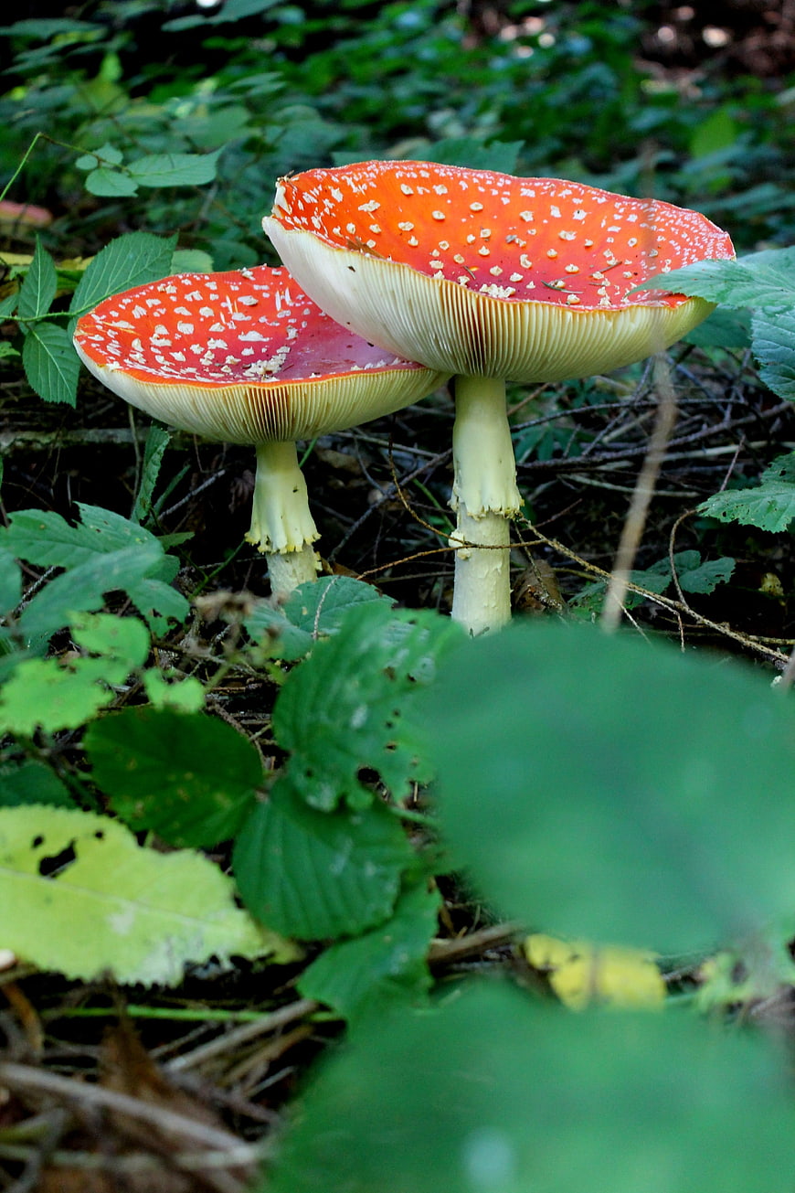 Red Fly Agaric Mushrooms in Green Forest Undergrowth
