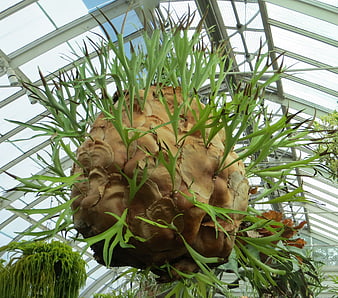 Large Staghorn Fern Hanging in Greenhouse