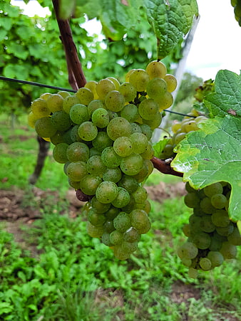 Close-up of ripe green grapes hanging on a vine in a vineyard