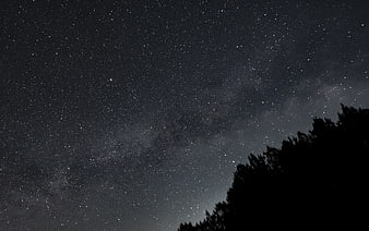 Milky Way Galaxy Night Sky with Tree Silhouette