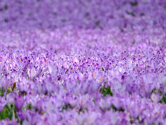 Vast field of blooming purple crocus flowers in spring