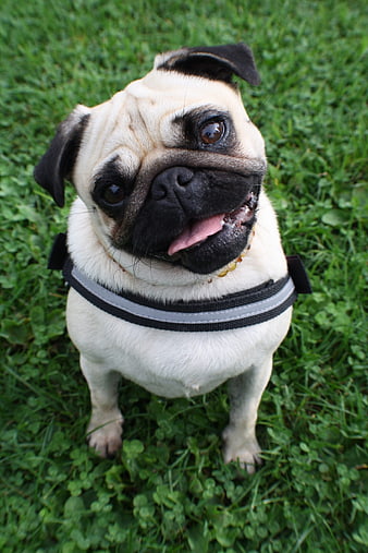 Cute Pug Dog Portrait on Green Grass