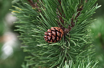 Close-up of a pine cone on a green spruce branch