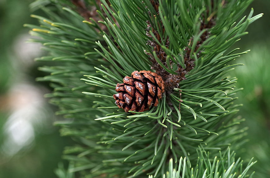 Close-up of a pine cone on a green spruce branch