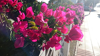 Vibrant Pink Bougainvillea Flowers on a Sunny Sidewalk