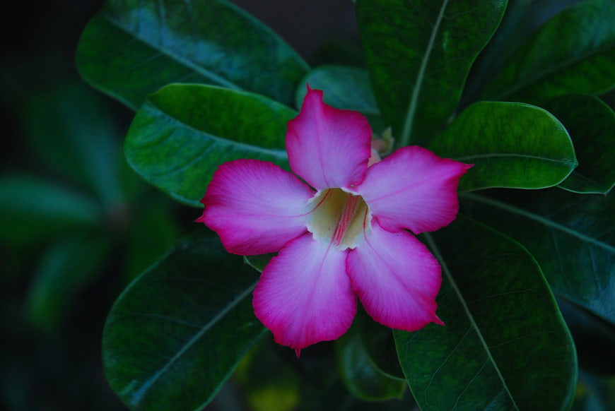 Vibrant Pink Desert Rose Flower Close-Up