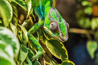 Close-up of a vibrant green panther chameleon on leaves