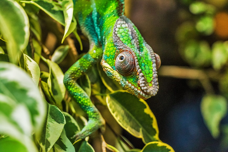 Close-up of a vibrant green panther chameleon on leaves