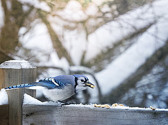 Blue Jay Eating Peanuts on Snowy Fence