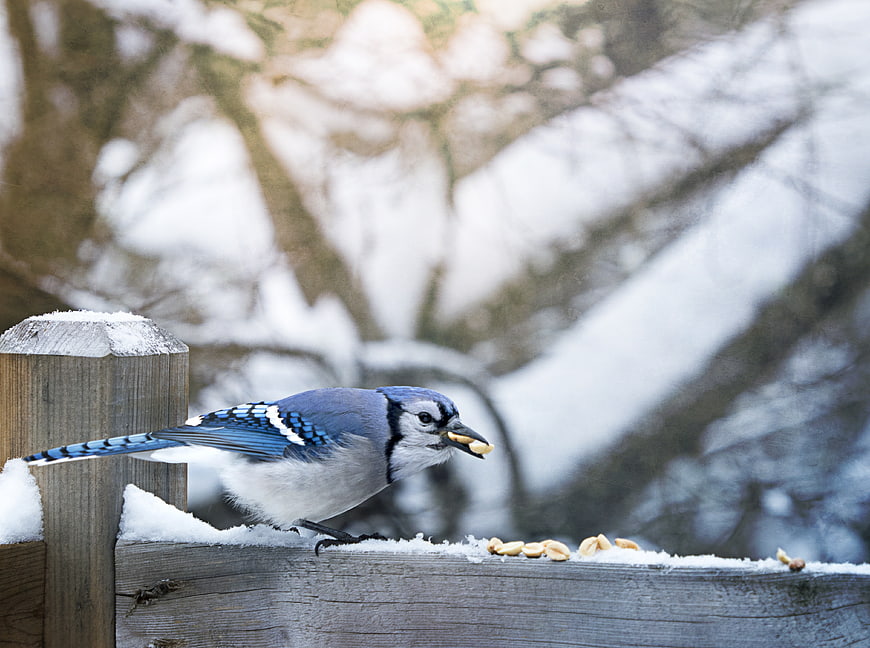 Blue Jay Eating Peanuts on Snowy Fence