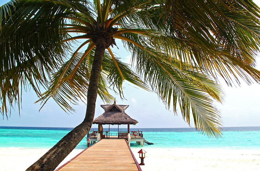 Tropical Beach Dock with Palm Tree and Turquoise Ocean