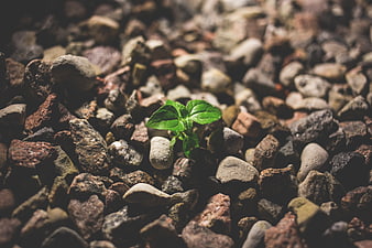 Small green plant sprouting from rocky ground