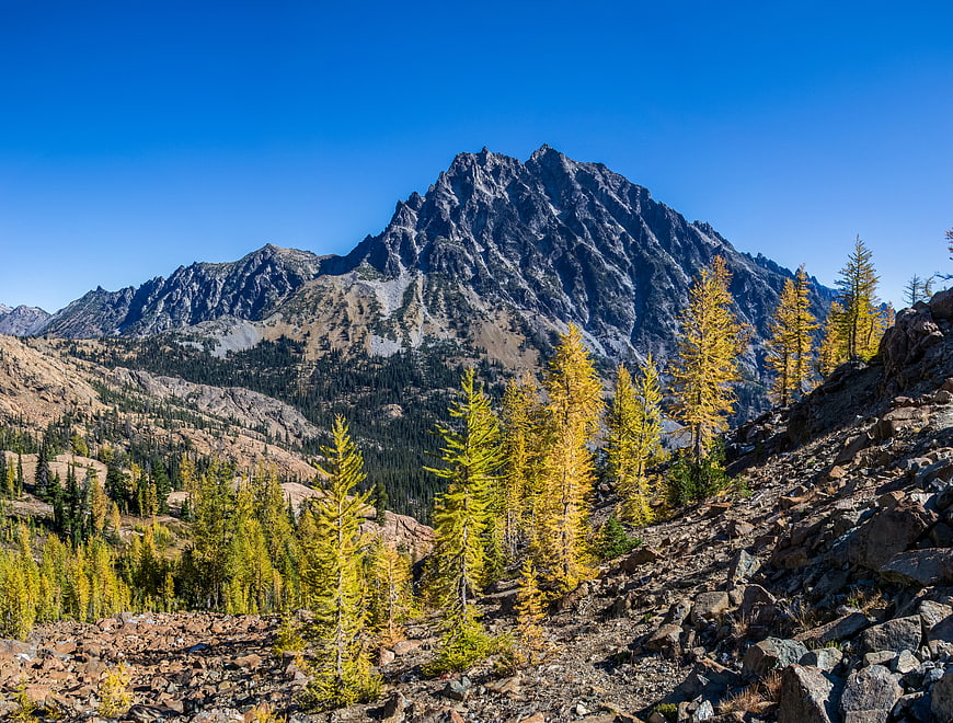 Golden Larch Trees on Rocky Slope with Mountain Peak