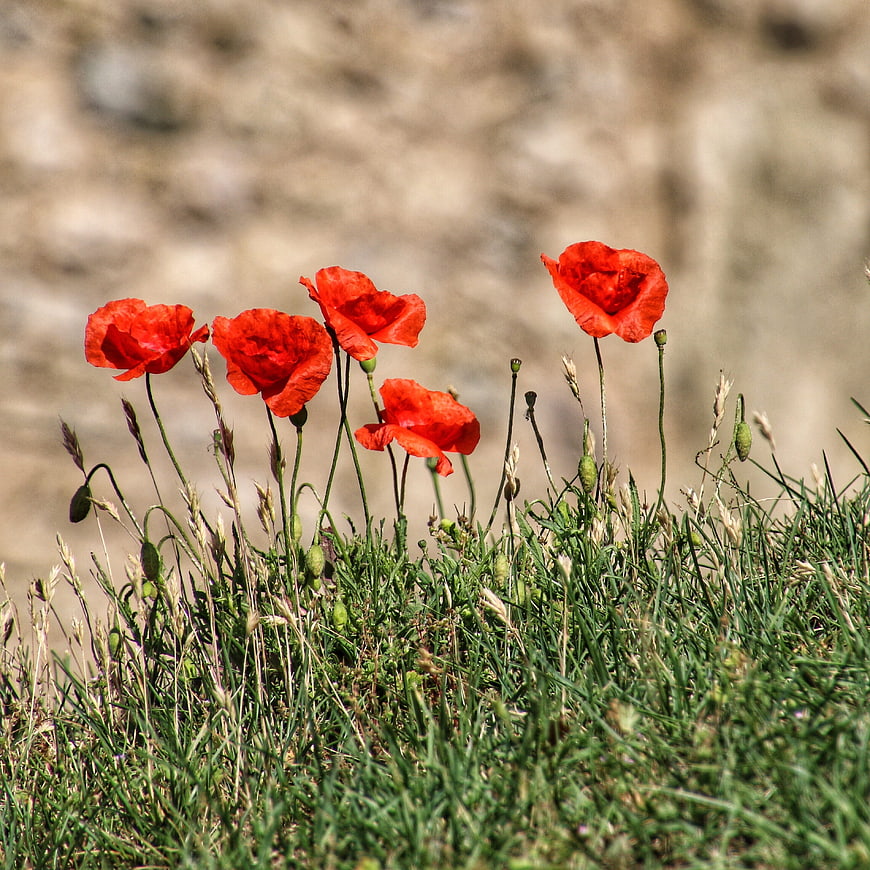 Vibrant red poppies blooming in a grassy field