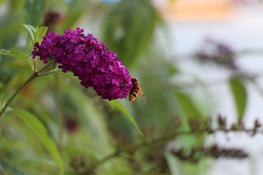 Hornet Pollinating Purple Butterfly Bush Flower Close Up