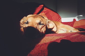 Sleeping Puppy Dog on Red Blanket with Shadows