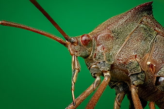 Macro Close-Up of Brown Shield Bug Head and Antennae