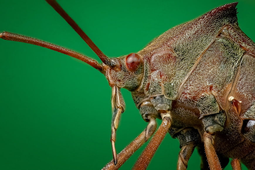 Macro Close-Up of Brown Shield Bug Head and Antennae