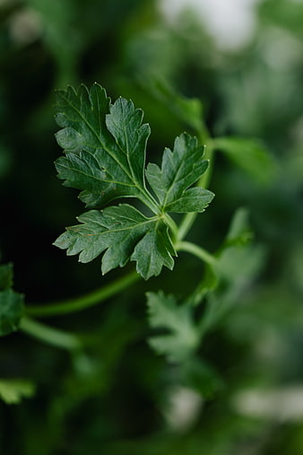 Close-up of fresh green parsley leaf with blurred background