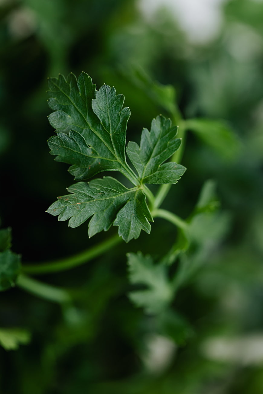 Close-up of fresh green parsley leaf with blurred background