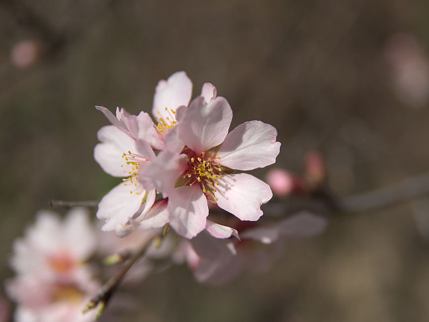 Close-up of delicate pink cherry blossoms on a branch
