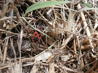 Red and black firebug insect on dry grass and straw