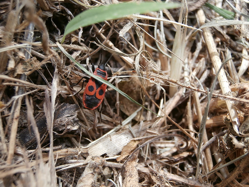 Red and black firebug insect on dry grass and straw