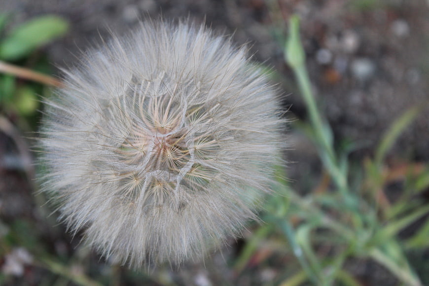 Close-up of a fluffy dandelion seed head in nature