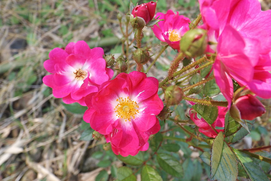 Vibrant Pink Wild Roses with Yellow Centers in Garden