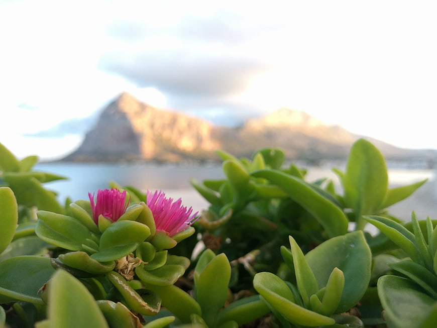 Pink Ice Plant Flowers with Blurred Mountain and Ocean Background