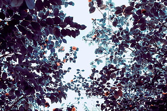 Low angle view of dark leaves and orange flowers against sky
