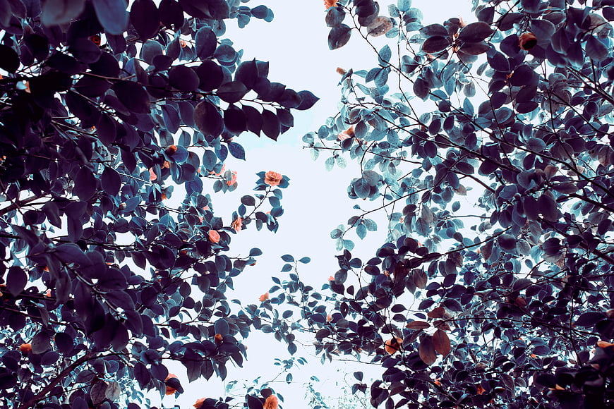 Low angle view of dark leaves and orange flowers against sky